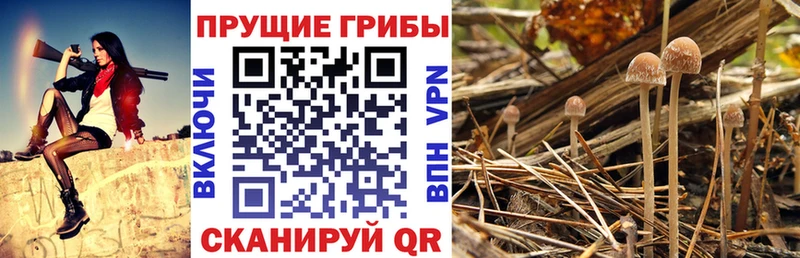 цены наркотик Сланцы Галлюциногенные грибы мицелий
